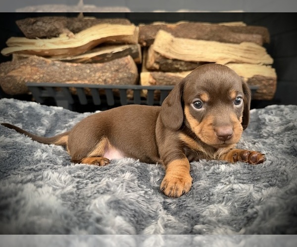 Medium Photo #3 Dachshund Puppy For Sale in ROCKWALL, TX, USA