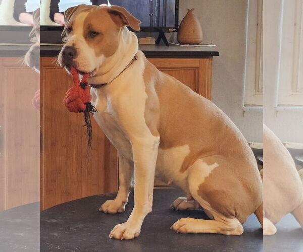 Medium Photo #3 American Bulldog-Labrador Retriever Mix Puppy For Sale in Chico, CA, USA