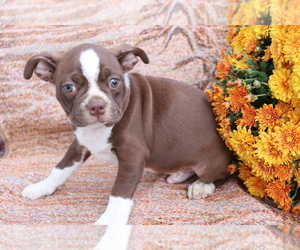 Boston Terrier Puppy for sale in SHILOH, OH, USA