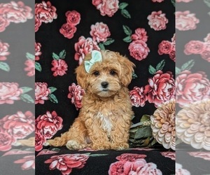 Maltipoo Puppy for sale in NEW PROVIDENCE, PA, USA