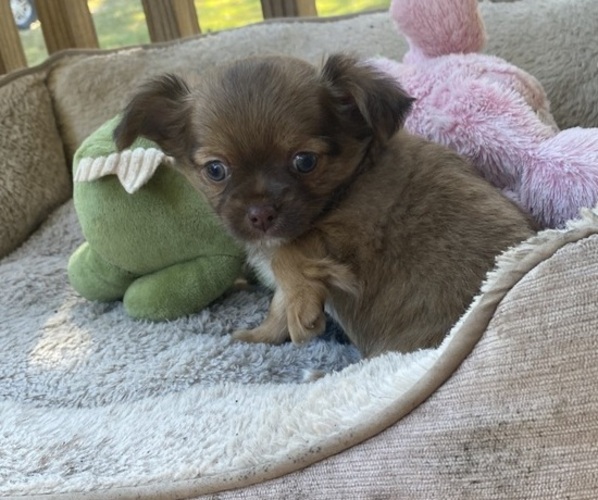 Medium Photo #1 Chihuahua Puppy For Sale in CASTLE HAYNE, NC, USA