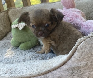 Chihuahua Puppy for sale in CASTLE HAYNE, NC, USA