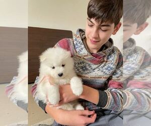 Samoyed Puppy for sale in YUBA CITY, CA, USA