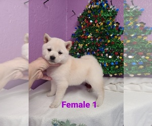Shiba Inu Puppy for sale in SPRAGGS, PA, USA