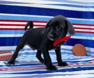 Pookimo Puppy for sale in LANCASTER, PA, USA