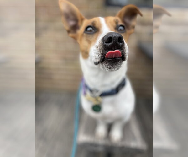 Medium Photo #2 Jack Russell Terrier Puppy For Sale in St. Louis Park, MN, USA
