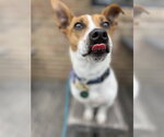 Small #1 Jack Russell Terrier