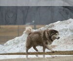 Small #6 Alaskan Malamute