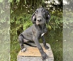 Small #3 Great Dane