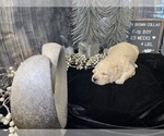 Small Photo #10 Saint Berdoodle Puppy For Sale in QUEEN CREEK, AZ, USA