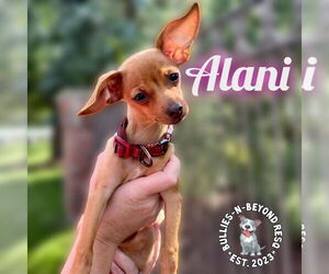 Chihuahua-Unknown Mix Dogs for adoption in Omaha, NE, USA
