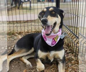 Siberian Husky-Unknown Mix Dogs for adoption in San Antonio, TX, USA