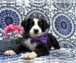 Borador Puppy for sale in LANCASTER, PA, USA