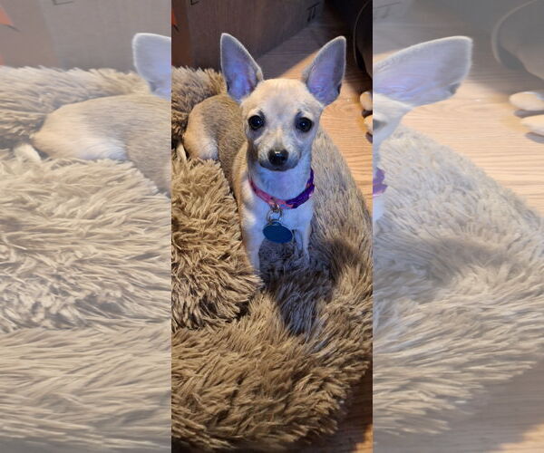 Medium Photo #2 Chihuahua Puppy For Sale in Colorado Springs, CO, USA