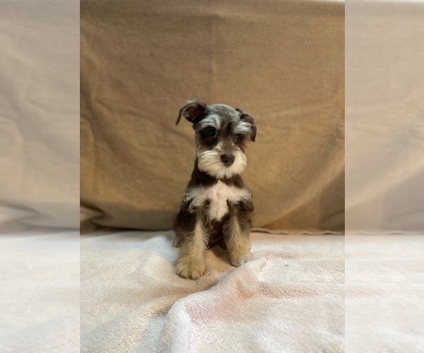 Medium Photo #15 Schnauzer (Miniature) Puppy For Sale in BAY MINETTE, AL, USA
