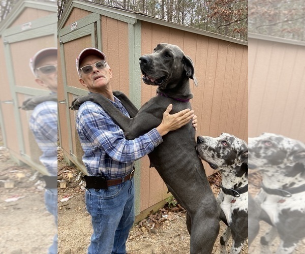 Medium Photo #14 Great Dane Puppy For Sale in CLANTON, AL, USA