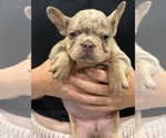 Puppy Pepper French Bulldog