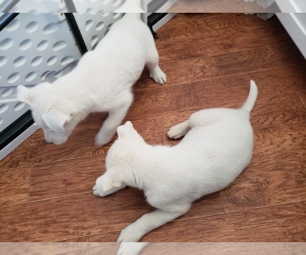 Medium Photo #6 Anatolian Shepherd-Siberian Husky Mix Puppy For Sale in WATERFORD, CA, USA