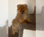 Small Photo #7 Pomeranian Puppy For Sale in DOWNING, MO, USA