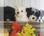 Small Photo #4 Schnauzer (Miniature) Puppy For Sale in WINDYVILLE, MO, USA
