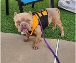 Small #3 Bulldog Mix