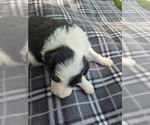 Small #1 Border Collie