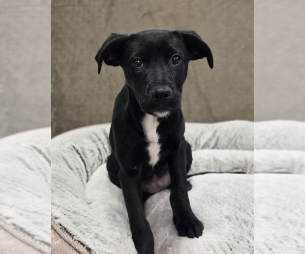 Medium Photo #9 Labrottie Puppy For Sale in Lakewood, CO, USA