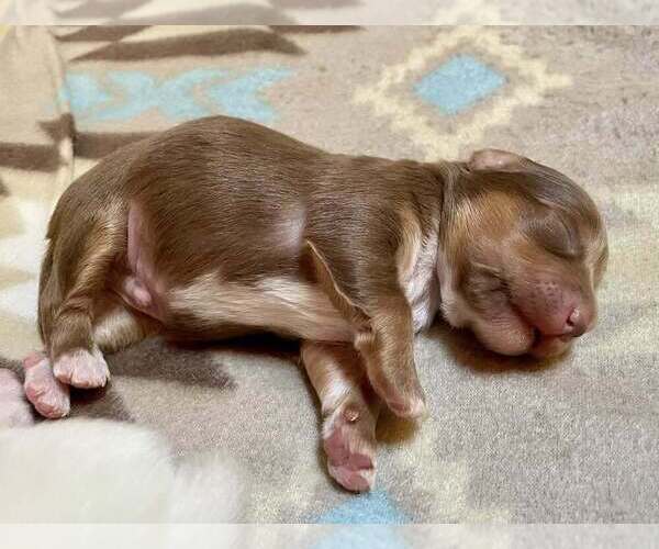 Medium Photo #2 Chihuahua-Unknown Mix Puppy For Sale in New York, NY, USA