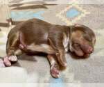 Small #1 Chihuahua Mix