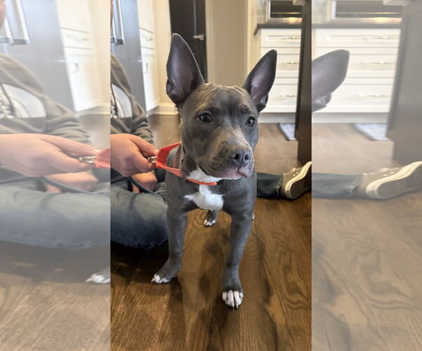 Medium Photo #2 American Staffordshire Terrier-Unknown Mix Puppy For Sale in Arlington, VA, USA