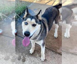 Siberian Husky Dogs for adoption in Sacramento, CA, USA
