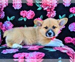 Small #4 Pembroke Welsh Corgi