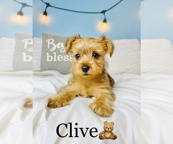 Medium Photo #14 Yorkshire Terrier Puppy For Sale in COOKEVILLE, TN, USA