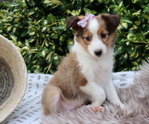 Shetland Sheepdog Puppy for sale in HONEY BROOK, PA, USA