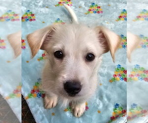 Mutt Dogs for adoption in Olalla, WA, USA