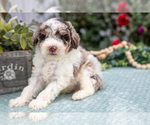 Image preview for Ad Listing. Nickname: Litter of 7