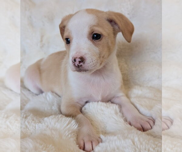 Medium Photo #5 Mutt Puppy For Sale in Brooklyn Center, MN, USA