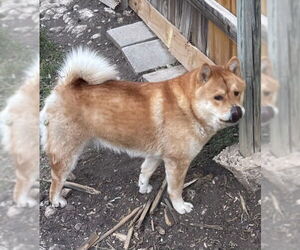 Chow Chow Dogs for adoption in San Antonio, TX, USA