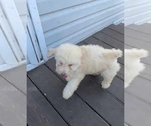 Poodle (Miniature) Puppy for sale in ARLINGTON, TX, USA