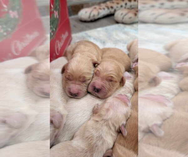 Medium Photo #8 English Cream Golden Retriever Puppy For Sale in SACRAMENTO, CA, USA