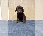 Small #6 Labrador Retriever