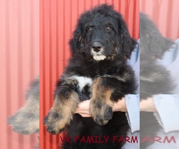 Medium Photo #1 Bernese Mountain Dog Puppy For Sale in MARTINSVILLE, IN, USA
