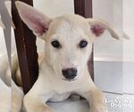 Small #2 Australian Shepherd Mix
