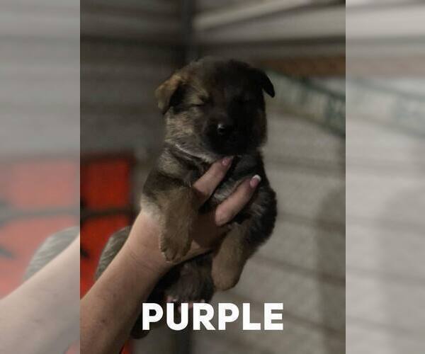 Medium Photo #3 German Shepherd Dog Puppy For Sale in BENNETTSVILLE, SC, USA