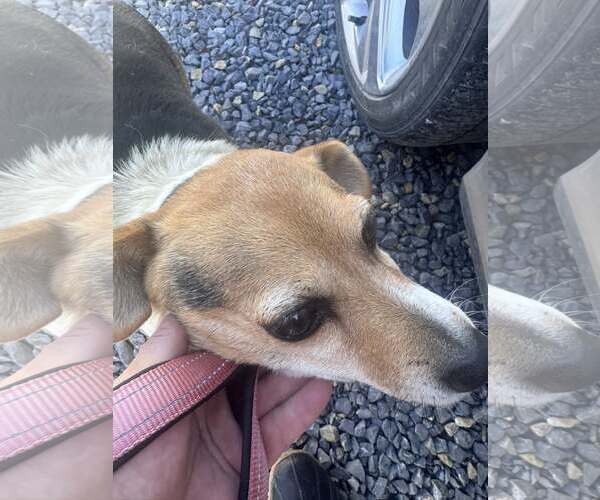 Medium Photo #8 Beagle-Unknown Mix Puppy For Sale in Hinton, WV, USA