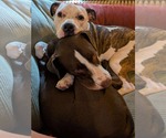 Small #1 American Pit Bull Terrier Mix