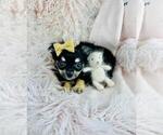 Small #2 Chihuahua