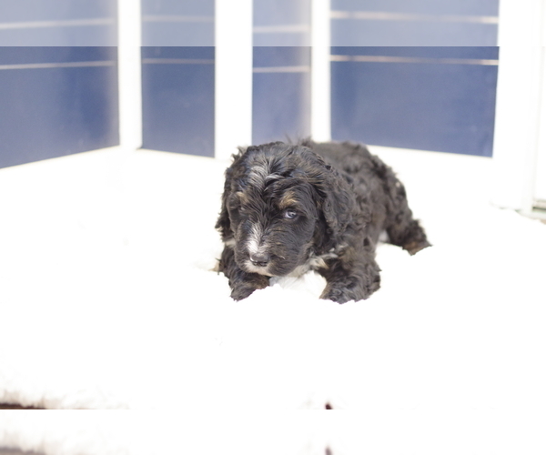 Medium Photo #4 Bernedoodle Puppy For Sale in GREAT FALLS, MT, USA
