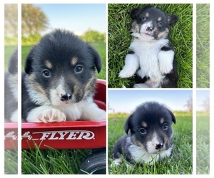 Welsh Cardigan Corgi Puppy for sale in FAIRBANK, IA, USA