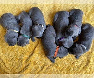 Cane Corso Puppy for sale in CONROE, TX, USA